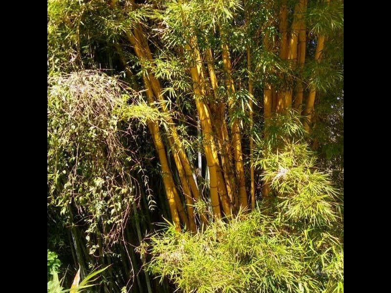 Sítio à venda Pamonã com 130m² e 2 quartos por R$ 400.000 - 1625839502-img-20200902-wa0018.jpg