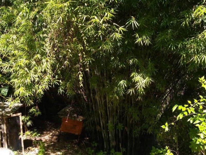 Sítio à venda Pamonã com 130m² e 2 quartos por R$ 400.000 - 1827770507-img-20200902-wa0017.jpg