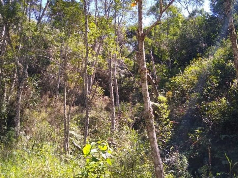 Sítio à venda Pamonã com 130m² e 2 quartos por R$ 400.000 - 1841420061-img-20200902-wa0013.jpg