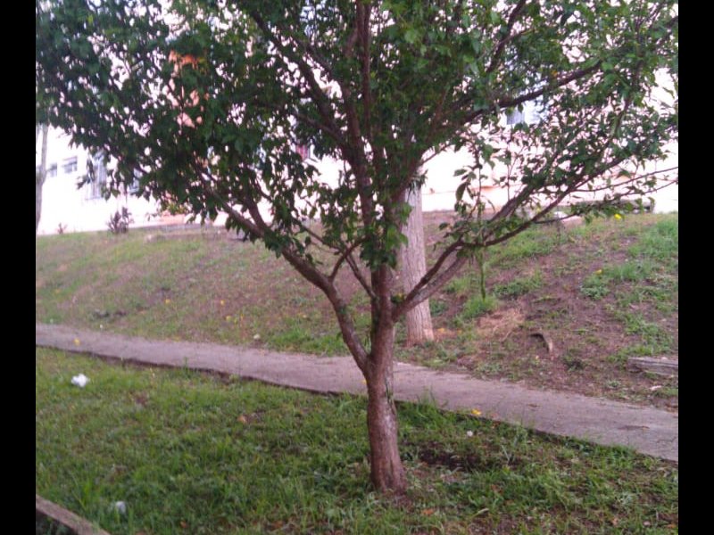 Apartamento à venda Atuba com 64m² e 3 quartos por R$ 14.500.000 - 1618824144-janela-da-sala.jpeg