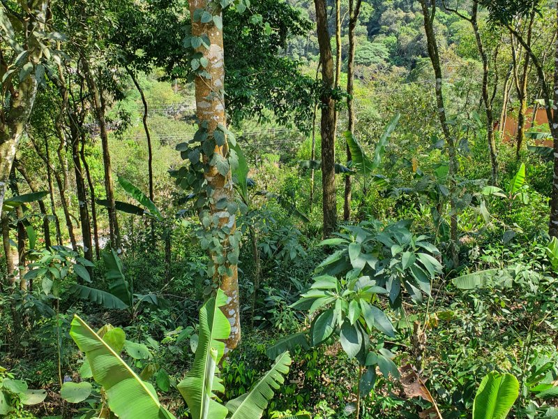 imóvel com 2000m² - Jardim samambaia - Mairiporã