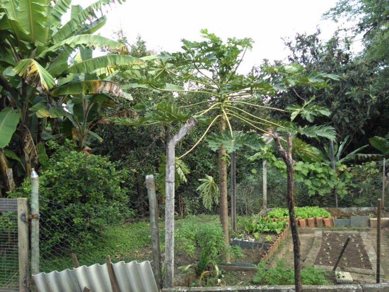 Chácara à venda Chácara dos Pinhais com 4m² e 3 quartos por R$ 750.000 - 1426994976-6fa4313d-bc2a-41ed-9ad8-ac3e8de606a5.png