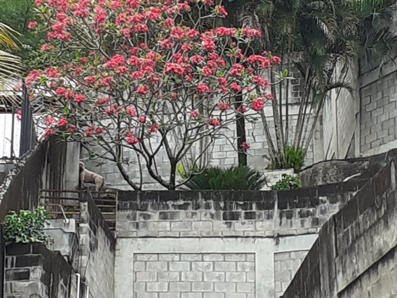 Terreno à venda Grajaú com 560m² e  quartos por R$ 295.000 - 481561024-20191115-093936.jpg
