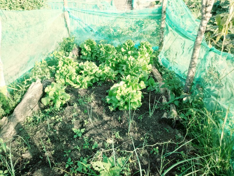 Sítio à venda Engenho Velho com 103500m² e 4 quartos por R$ 580.000 - 816118555-20200721-160227.jpg