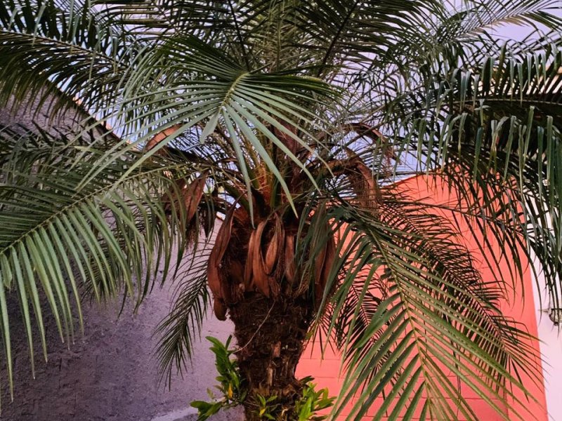 Chácara à venda Bomfim com 1100m² e 3 quartos por R$ 1.250.000 - 125356150-whatsapp-image-2020-10-19-at-08.jpeg