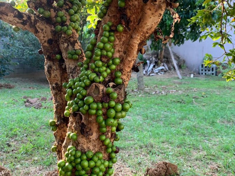 Chácara à venda Bomfim com 1100m² e 3 quartos por R$ 1.250.000 - 127218561-whatsapp-image-2020-10-19-at-08.jpeg