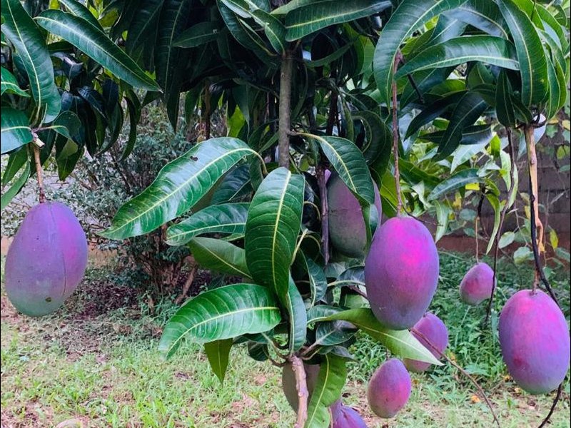 Chácara à venda Bomfim com 1100m² e 3 quartos por R$ 1.250.000 - 1513470318-whatsapp-image-2020-10-19-at-08.jpeg