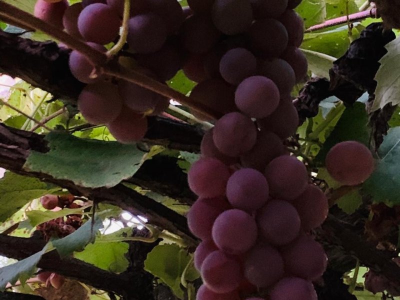 Chácara à venda Bomfim com 1100m² e 3 quartos por R$ 1.250.000 - 1571768619-whatsapp-image-2020-10-19-at-08.jpeg