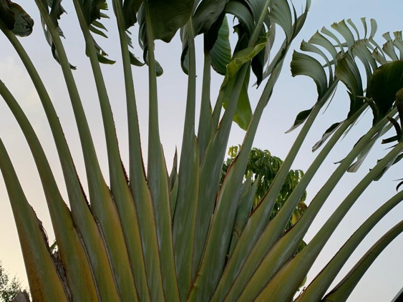 Chácara à venda Bomfim com 1100m² e 3 quartos por R$ 1.250.000 - 738644397-whatsapp-image-2020-10-19-at-08.jpeg