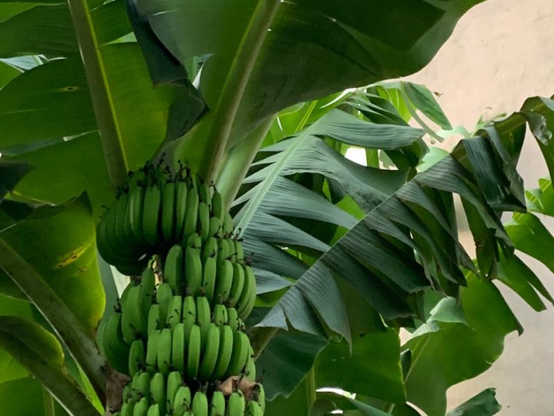 Chácara à venda Bomfim com 1100m² e 3 quartos por R$ 1.250.000 - 989244340-whatsapp-image-2020-10-19-at-08.jpeg