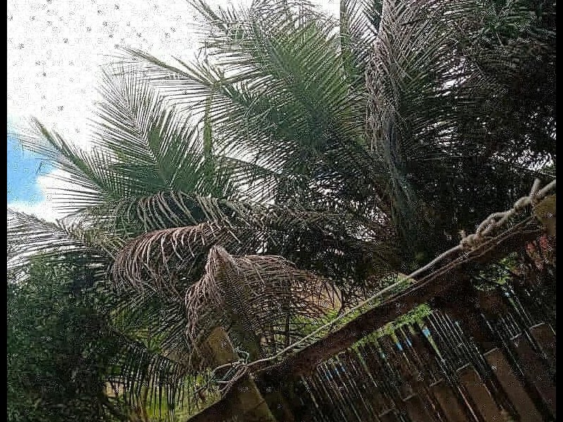 Chácara à venda portela com 650m² e 3 quartos por R$ 130.000 - 1687572735-120040022-2639935036320410-1323877222836794418-n.jpg