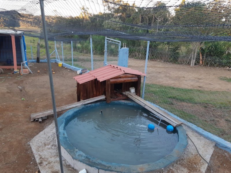 Sítio à venda Sertaozinho com 4200m² e 2 quartos por R$ 390.000 - 757712990-lago-patos.jpg