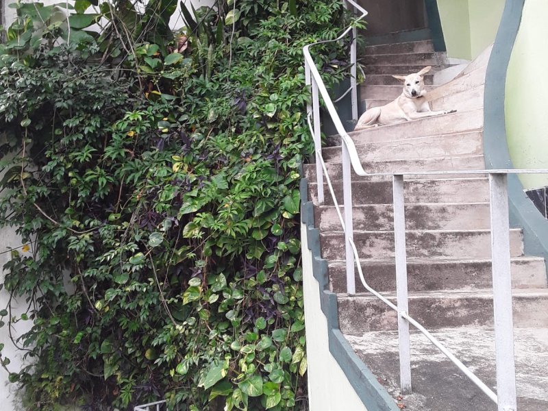 Casa à venda Santa Teresa com 811m² e 3 quartos por R$ 1.200.000 - 2053238211-img-20201111-wa0083.jpg