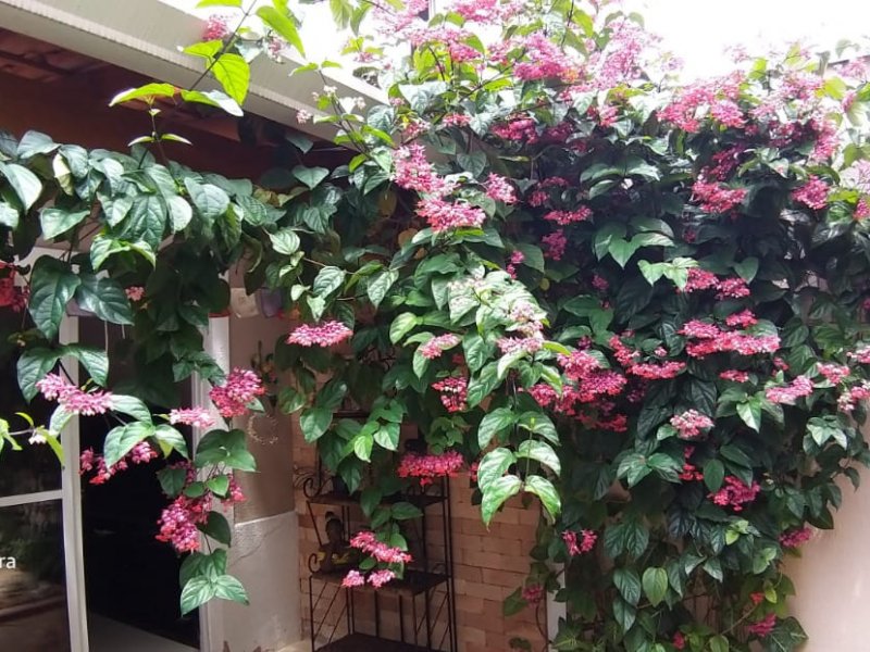 Casa à venda Jardim Colibri com 120m² e 3 quartos por R$ 620.000 - 1467466794-e55f7609-cbbb-424b-89d7-5009bb4ee8ca.jpeg