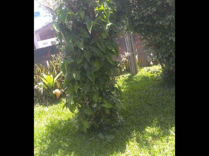 Terreno à venda Tapera com 360m² e  quartos por R$ 250.990 - 160963074-received-370298427532000.jpeg