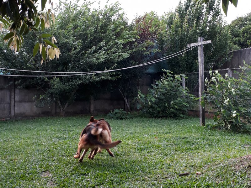 Chácara à venda Olaria com 1000m² e 3 quartos por R$ 650.000 - 1843278103-20201202-173001.jpg