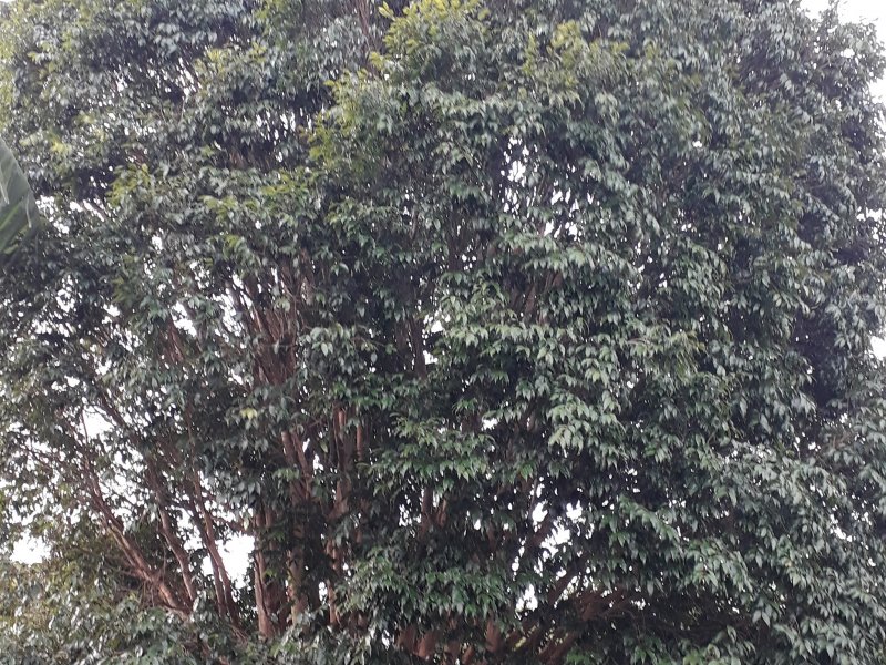 Chácara à venda Olaria com 1000m² e 3 quartos por R$ 650.000 - 2122922822-20201202-172916.jpg