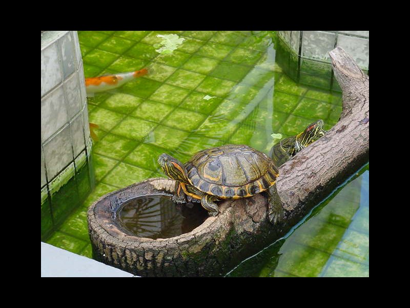 Chácara para alugar Chácaras Guanabara com 2000m² e 12 quartos por R$ 25.000 - 1532168563-dsc00049.JPG