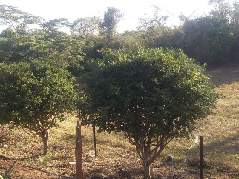 Chácara à venda Parque das Nações com 59000m² e 3 quartos por R$ 1.200.000 - 707216419-e98f8971-a72b-496e-bca8-4c4c6af0f919.jpg