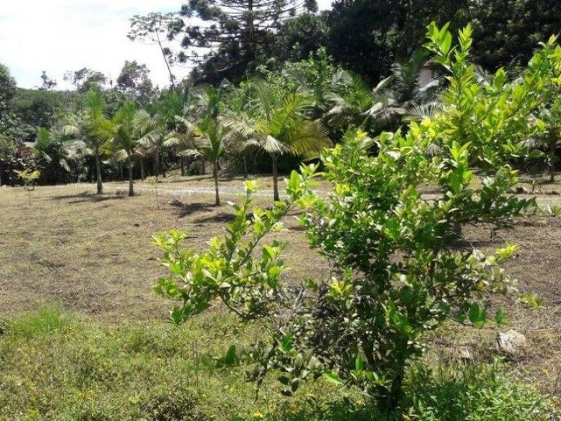 Sítio à venda Rossi com 302000m² e 3 quartos por R$ 1.350.000 - 1801799395-118769300-4919084861442299-4066749432645874813-o.jpg