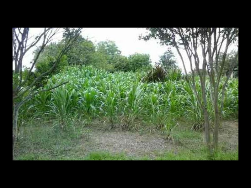 Chácara à venda Cadiz com 5000m² e 2 quartos por R$ 150.000 - 595039622-8724d335-36d5-4bac-9cf6-a9bd979184d2.jpg