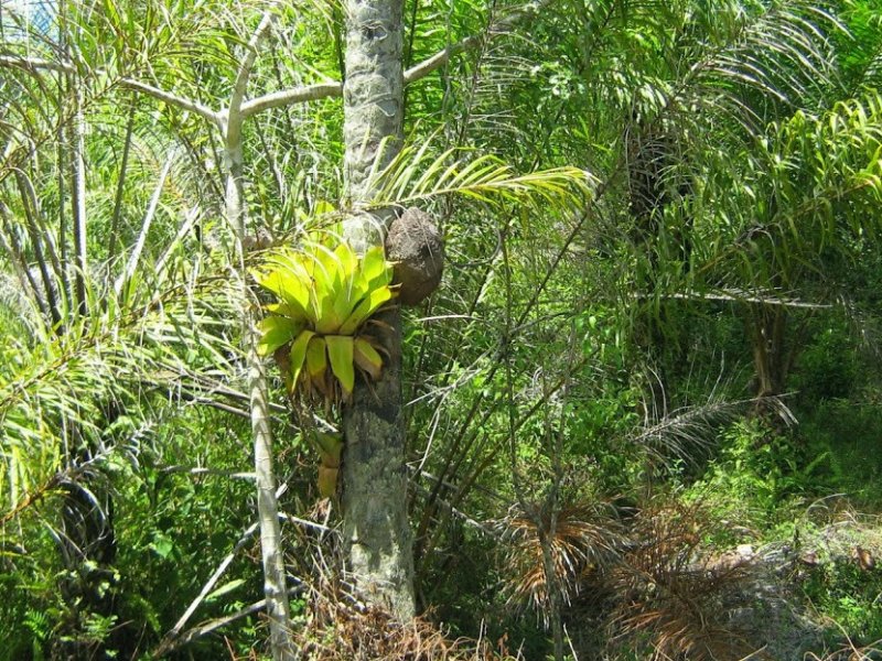 Fazenda à venda Tapuia com 144m² e 1 quarto por R$ 2.300.000 - 1173633301-fazenda-riacho-do-sapo-pg.jpg
