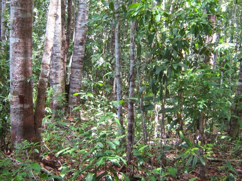Fazenda à venda Tapuia com 144m² e 1 quarto por R$ 2.300.000 - 526405389-fazenda-riacho-do-sapo-pg.jpg