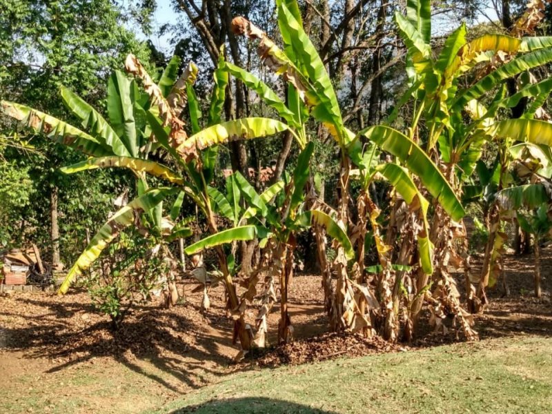 Chácara à venda salto do meio com 2200m² e 2 quartos por R$ 280.000 - 298821496-whatsapp-image-2020-11-11-at-7.jpeg