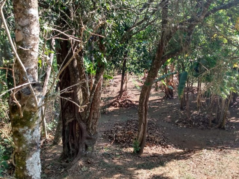 Chácara à venda salto do meio com 2200m² e 2 quartos por R$ 280.000 - 744337431-whatsapp-image-2020-11-11-at-7.jpeg