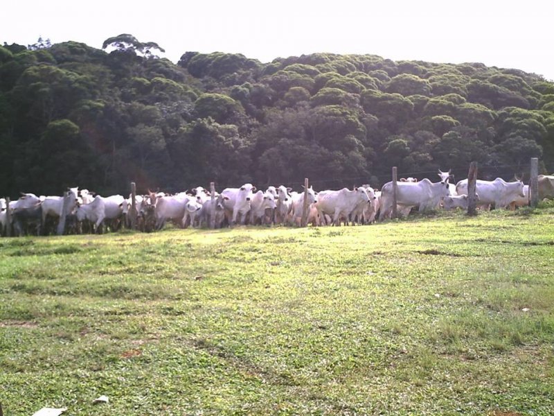 Fazenda para alugar Jajeado com 435m² e 10 quartos por R$ 25.000 - 1750034246-tron-about-a-bass.jpg