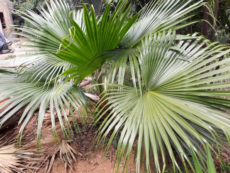 Chácara à venda Ribeiro Bonito com 90m² e 2 quartos por R$ 170.000 - 117570330-20180507-125806.jpg