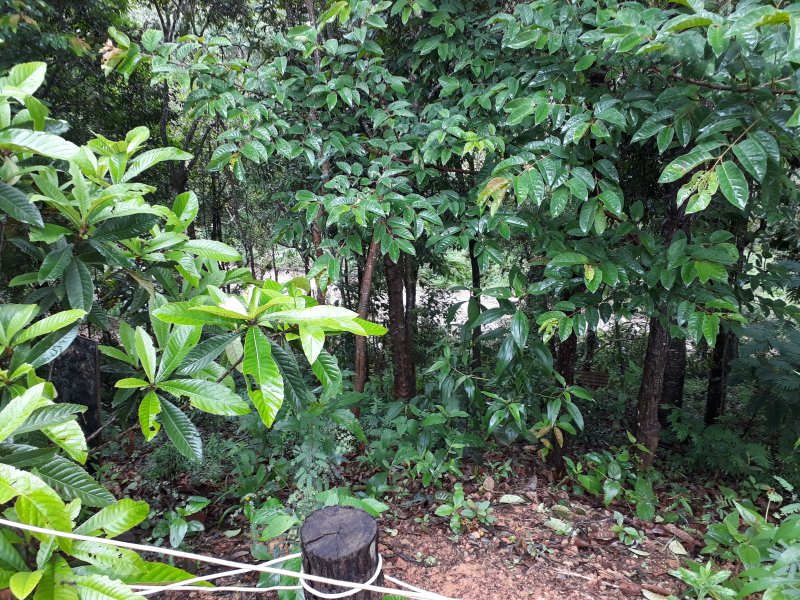 Chácara à venda Ribeiro Bonito com 90m² e 2 quartos por R$ 170.000 - 56856397-20171202-123945.jpg