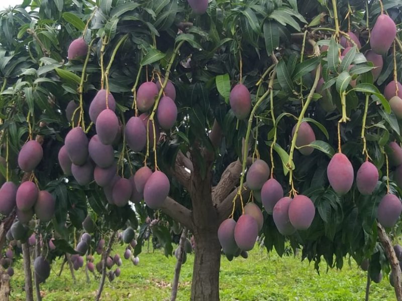 Fazenda à venda Centro com 150m² e 1 quarto por R$ 1 - 2061768847-c5007b02-1e98-4f24-adcb-6b978d67b67e.jpg