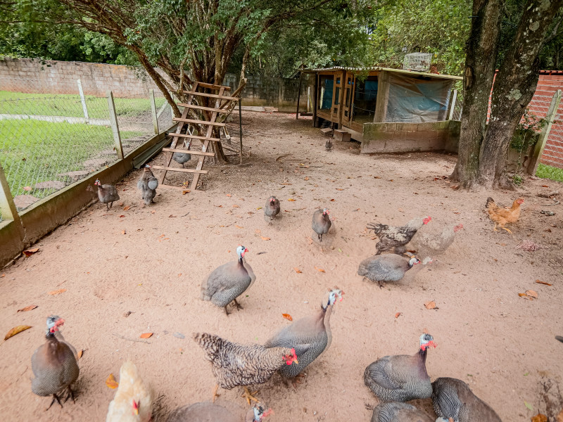 Casa de condomínio à venda Centro com 10000m² e 5 quartos por R$ 1.500.000 - galinheiro.jpg