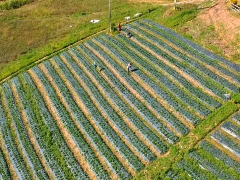 Sítio à venda Bairro dos oliveiras com 109000m² e 4 quartos por R$ 800.000 - 479909181-img-20201207-wa0095.jpg