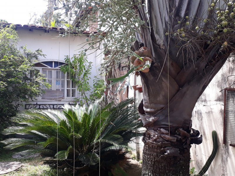 Casa à venda Piratininga com 260m² e 5 quartos por R$ 800.000 - 312334657-inbound6730755017610869088.jpg