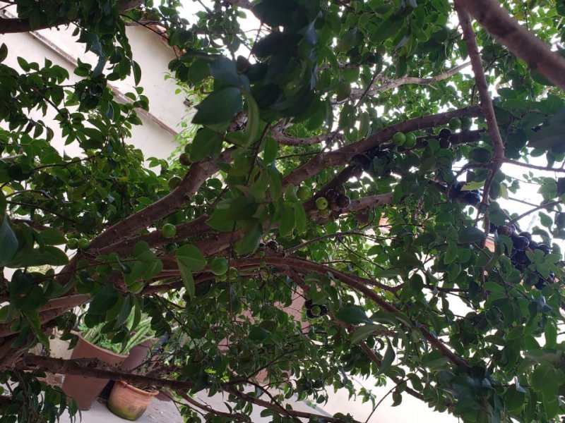 Casa à venda Jardim Nova Esperança com 198m² e 2 quartos por R$ 190.000 - 824998379-abc072c8-3af1-42ea-a71c-0b8bbbc0573b.jpg