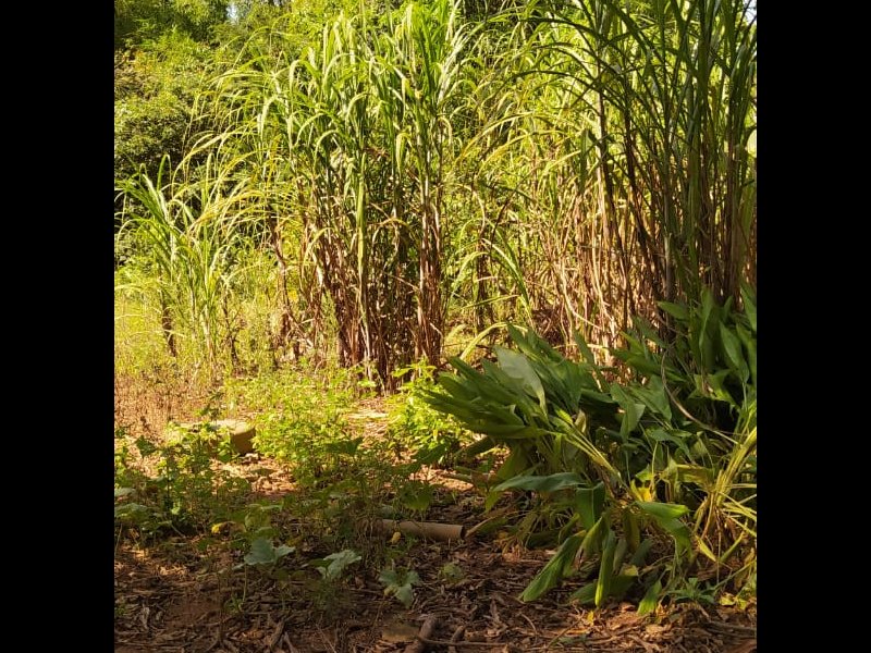 Chácara à venda Chácara  com 6312m² e 5 quartos por R$ 450.000 - 1765725610-e6e0c9b9-3296-489d-b195-d82a342b2f0f.jpeg