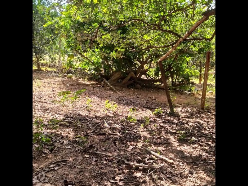 Chácara à venda Chácara  com 6312m² e 5 quartos por R$ 450.000 - 1991755942-7c94981e-782f-43c5-b13c-3d97fc62faae.jpeg