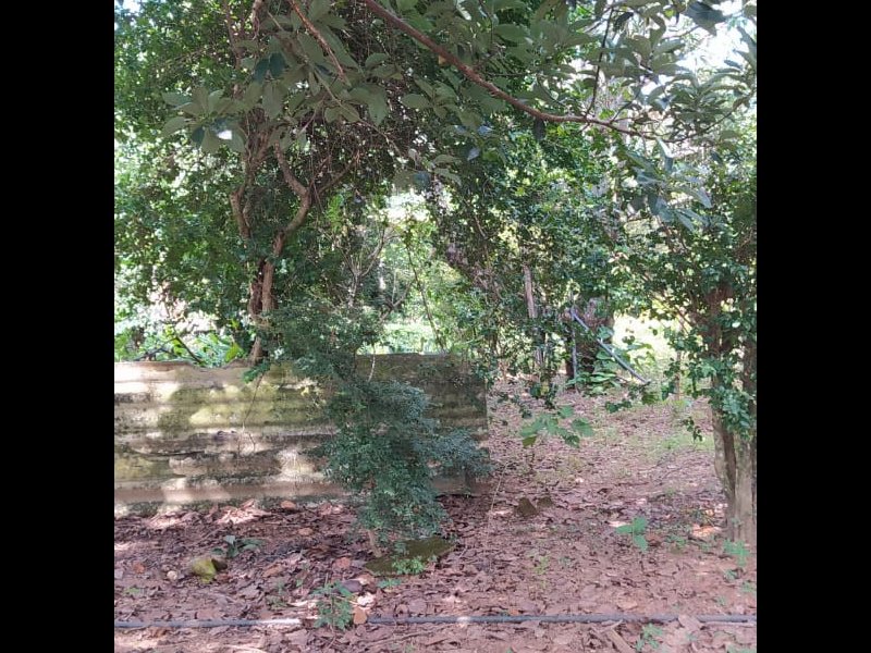 Chácara à venda Chácara  com 6312m² e 5 quartos por R$ 450.000 - 983472291-6982dbb9-64b9-462d-9a97-43b154d4e5ed.jpeg
