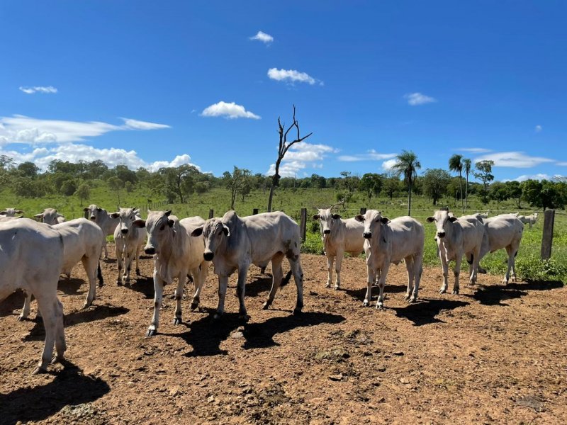 Fazenda à venda Amambaí com 1800m² e 4 quartos por R$ 20.000 - 1446845261-img-20210117-wa0027.jpg