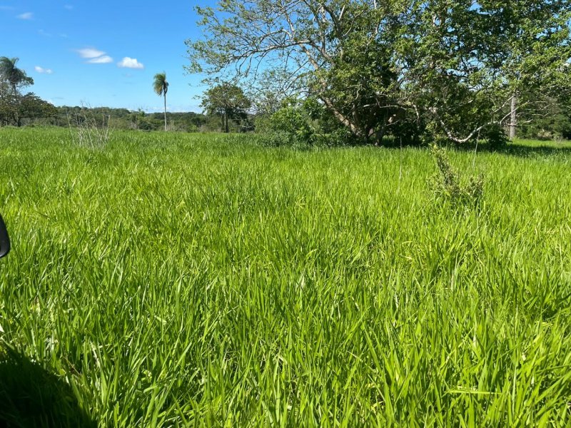 Fazenda à venda Amambaí com 1800m² e 4 quartos por R$ 20.000 - 1456575171-img-20210117-wa0019.jpg