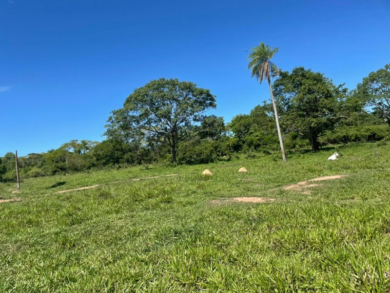 Fazenda à venda Amambaí com 1800m² e 4 quartos por R$ 20.000 - 1972817622-img-20210117-wa0048.jpg