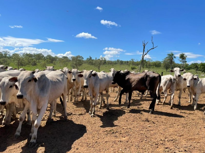 Fazenda à venda Amambaí com 1800m² e 4 quartos por R$ 20.000 - 621460592-img-20210117-wa0022.jpg
