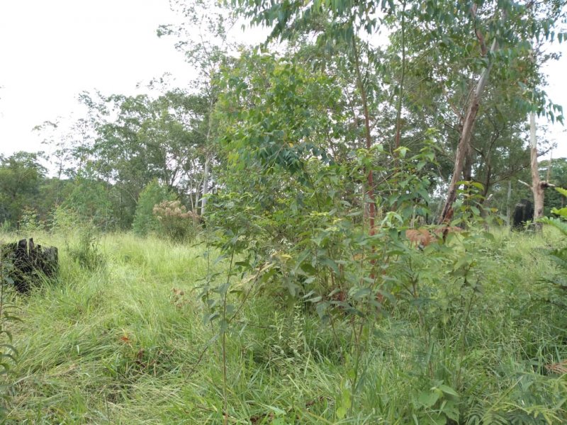 Terreno à venda Pau Arcado com 5000m² e  quartos por R$ 300.000 - 418023973-img-20200228-wa0025.jpg