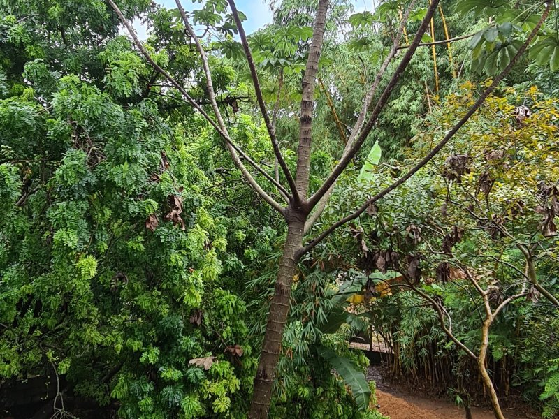 Comercial à venda Vila São João com 1250m² e  quartos por R$ 3.750.000 - 1090781147-inbound5328640717988029453.jpg