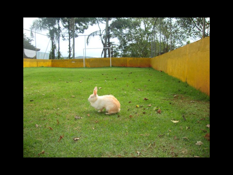 Casa à venda Mato Dentro com 300m² e 4 quartos por R$ 767.000 - 382749164-dsc06055.JPG