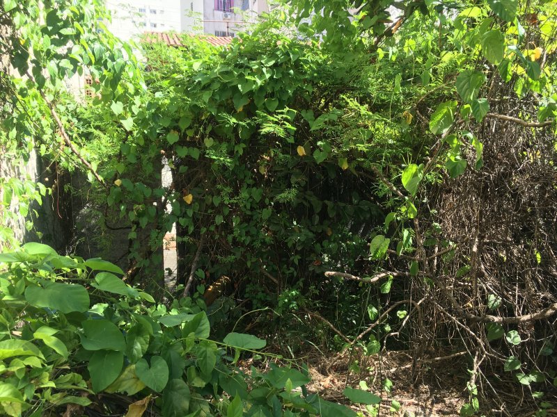 Terreno à venda Jardim Icarai com 169m² e  quartos por R$ 250.000 - 2013297601-9f9f95bf-d657-44b6-afd2-67d5fc472b0a.jpeg