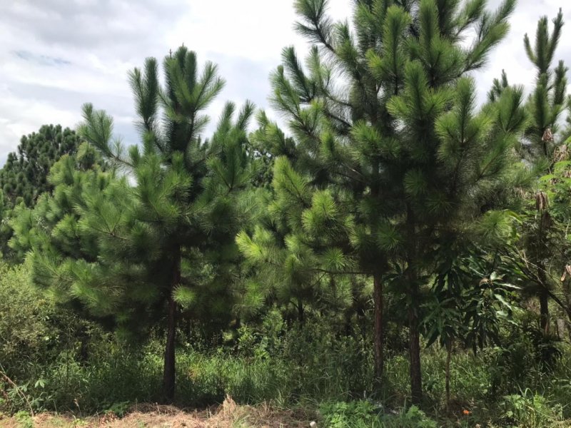 Chácara à venda Estancia Marilia com 800m² e 2 quartos por R$ 300.000 - 733926869-img-20210212-wa0027.jpg