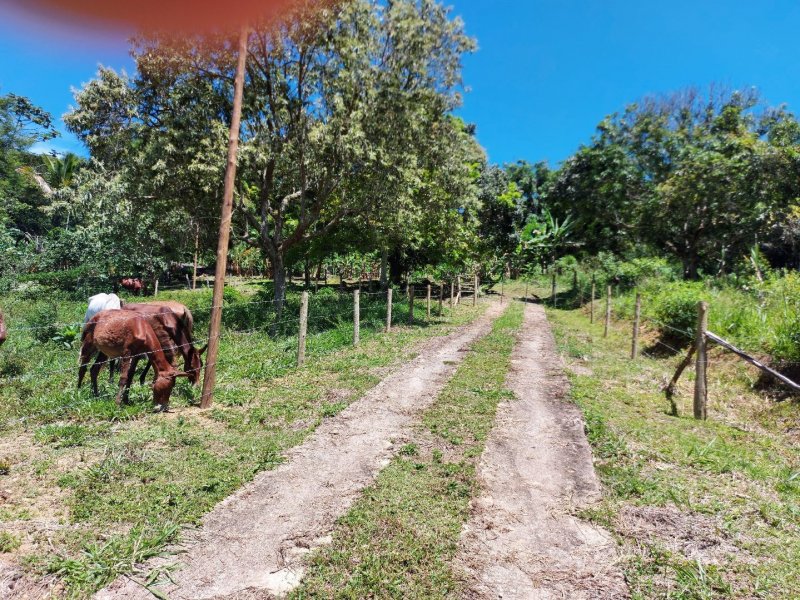 Sítio à venda Papucaia com 256000m² e 5 quartos por R$ 1.050.000 - 955731911-57653126-f887-4c10-ac2c-b5c263373f6b.jpg